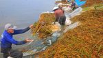 Ribuan Hektare Lahan Padi di Kudus Gagal Panen Imbas Banjir