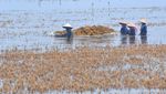 Ribuan Hektare Lahan Padi di Kudus Gagal Panen Imbas Banjir