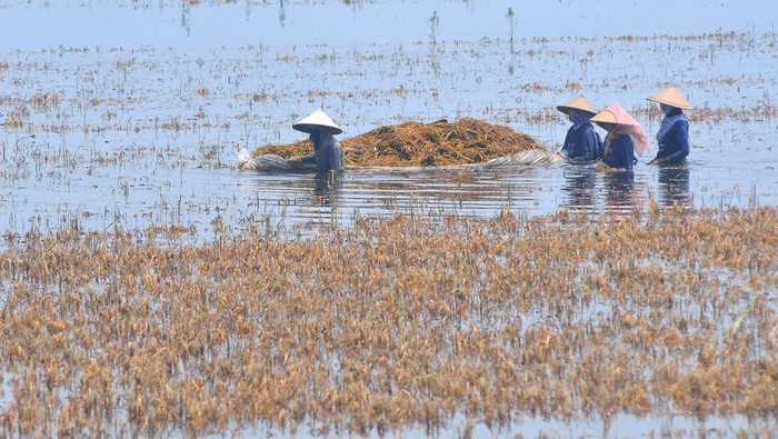 Petani mengangkut padi dengan terpal saat panen di sawah yang terendam banjir di Desa Karangrowo, Undaan, Kudus, Jawa Tengah, Kamis (28/3/2024). Menurut data dari Dinas Pertanian dan Pangan setempat, bencana banjir yang terjadi di Kabupaten Kudus sejak Rabu (13/3/2024) tersebut merendam seluas 3.839 hektare tanaman padi dan 2.645 hektare diantaranya mengalami puso atau gagal panen yang tersebar di kecamatan Jati, Undaan, Kaliwungu dan Undaan serta Mejobo. ANTARA FOTO/Yusuf Nugroho/aww.