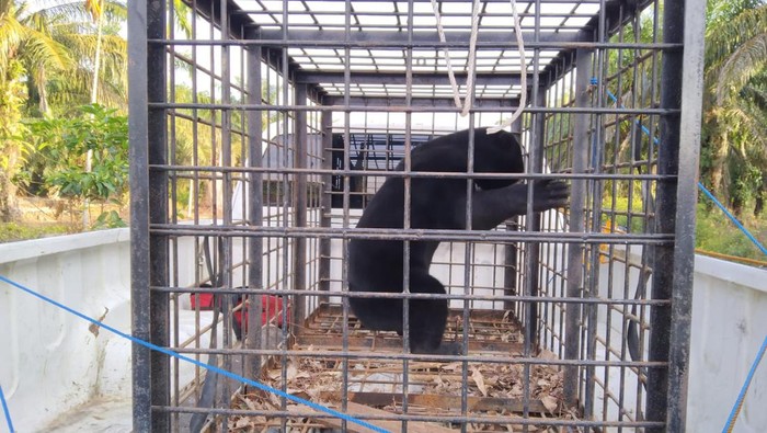 Seekor beruang madu yang masuk kampung dan mangsa ayam warga dievakuasi BKSDA Riau. (Dok Balai BKSDA Riau)