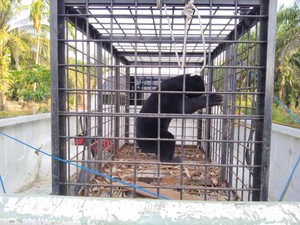 Mangsa Ayam Warga di Siak, Seekor Beruang Madu Dievakuasi