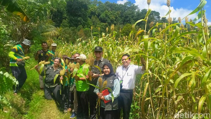 Deputi III Bidang Penganekaragaman Konsumsi Dan Keamanan Pangan Bapanas Andriko Noto Susanto ikut memanen sorgum di Desa Telaga, Kecamatan Busungbiu, Kabupaten Buleleng, Bali, Jumat (29/3/2024). (Made Wijaya Kusuma/detikBali)