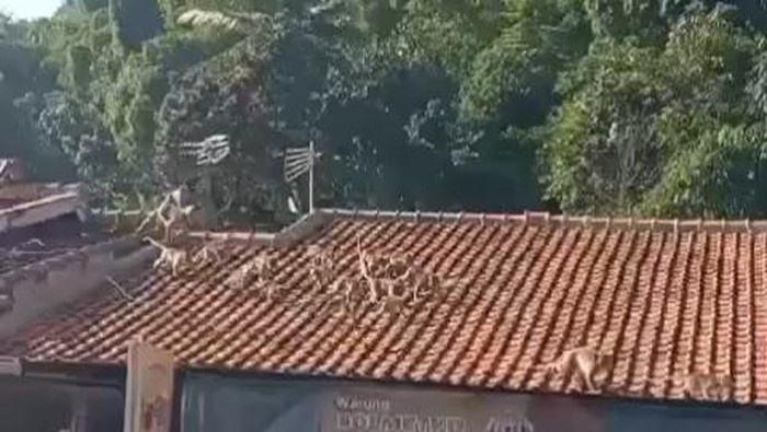 Video Gerombolan Monyet Melintasi Atap Permukiman Warga Soreang Bandung