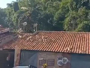 Video Gerombolan Monyet Melintasi Atap Permukiman Warga Soreang Bandung