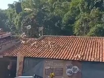 Geger Kawanan Monyet Jalan-jalan di Genting Rumah Warga Bandung