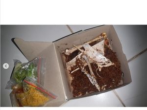 Kocak! Pesan Bebek Remuk yang Datang Malah Fosil Tulang Bebek