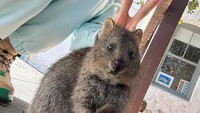Pada Juni 2023, Lisa berkunjung ke Pulau Rottnest di Australia. Pulau ini dikenal sebagai rumahnya quokka, hewan endemik yang berwajah lucu da selalu senang. Lisa berfoto juga nih dengan quokka saat di sana.
