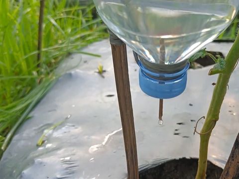 Membuat irigasi tetes memanfaatkan botol bekas