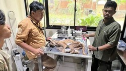 Kucing Okin Mati Diperkirakan karena Malnutrisi, Netizen Riuh