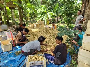 Harga Duku Rasuan Asal OKU Timur Masih Dijual Rp 12.000/Kg