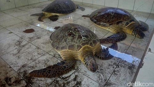 Penyu sitaan yang dititipkan di Kelompok Pelestari Penyu Kurma Asih, Desa Perancak, Kabupaten Jembrana, Bali, Jumat (29/3/2024). (I Putu Adi Budiastrawan/detikBali)