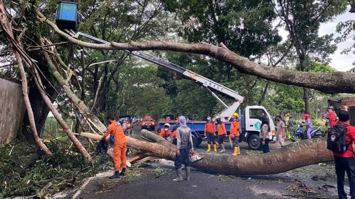 Petugas merapikan pohon-pohon di Kota Malang jelang arus mudik dan libur Idul Fitri.