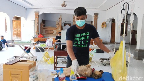 Petugas saat melakukan sterilisasi dan vaksinasi rabies untuk hewan penular rabies (HPR) di Desa Tuwed, Kecamatan Melaya, Jembrana, Bali, Kamis (28/3/2024). (Foto: I Putu Adi Budiastrawan/detikBali)