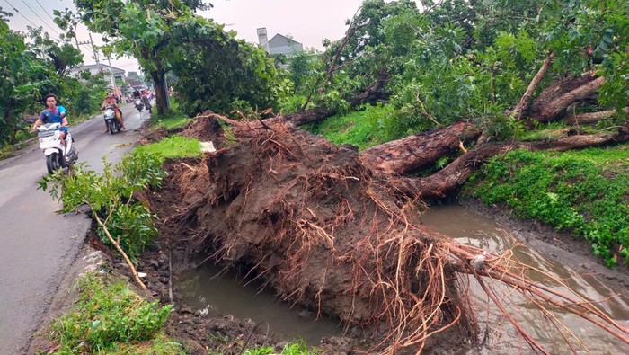 pohon tumbang jombang