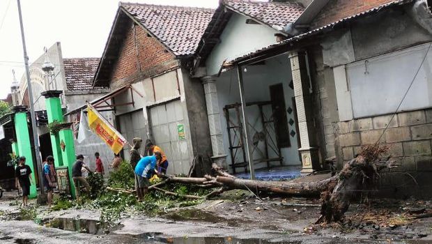 pohon tumbang jombang