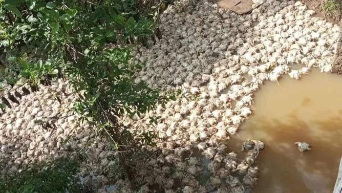 Polisi cek lokasi ribuan bangkai ayam potong mengapung di sungai Mura.