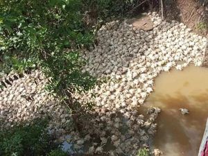 Pemilik Peternakan Diperiksa Polisi Soal Buang Bangkai Ayam di Sungai Mura