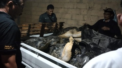 Polisi menggagalkan upaya penyelundupan 18 ekor penyu di wilayah Banjar Bongan, Desa Melaya, Kecamatan Melaya, Kabupaten Jembrana, Bali, Kamis (28/3/2024). (Foto: Istimewa)