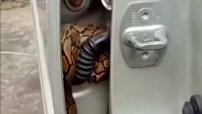 Warga Depok kaget bukan kepalang melihat ular sanca saat membuka pintu mobilnya.