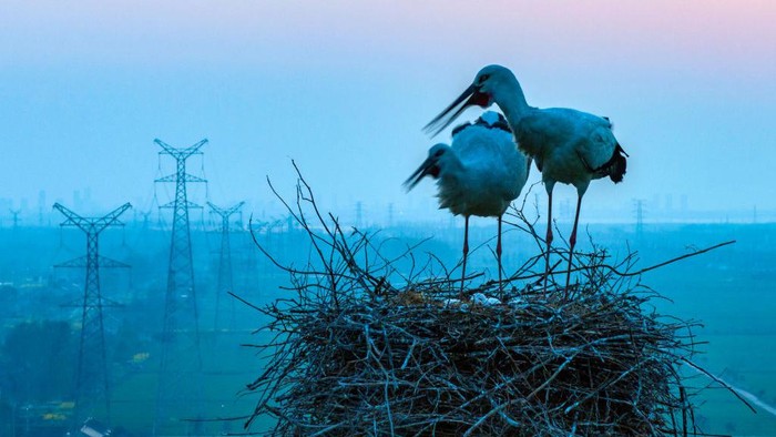 Sepasang bangau putih oriental tertangkap membuat sarang di tower SUTET! Mereka mengerami telurnya hingga menetas di situ.