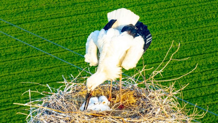 Sepasang bangau putih oriental tertangkap membuat sarang di tower SUTET! Mereka mengerami telurnya hingga menetas di situ.