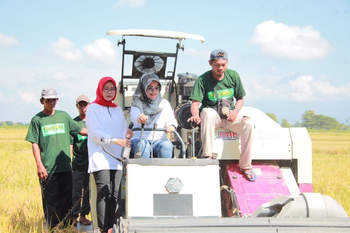 Bupati Klaten Panen Raya Perdana