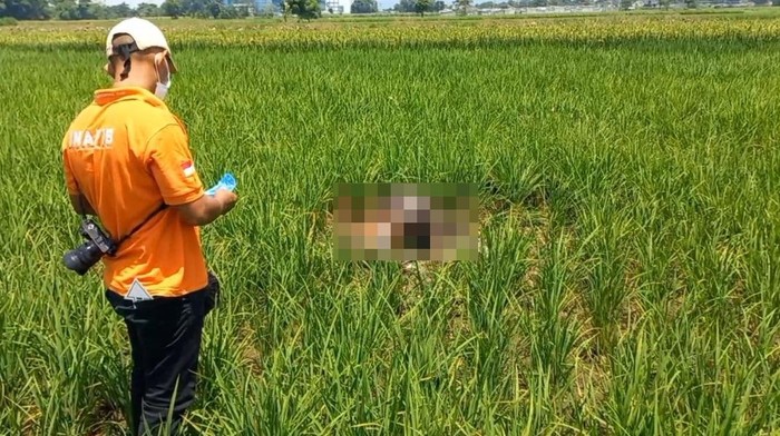 Jenazah perempuan lansia ditemukan tewas dalam keadaan sujud di tengah sawah.