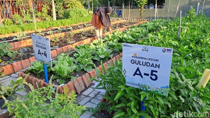 Urban Farming yang dikelola warga Medokan Ayu Surabaya