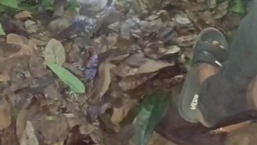 Viral seorang janda di Bima dilamar dengan mahar Rp 1,7 miliar ternyata daun kering.