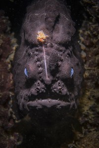 World Nature Photography Awards 2024