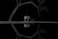 World Nature Photography Awards 2024