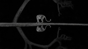 Fotografer Richard Li harus bersembunyi di shelter khusus hingga tengah malam untuk menangkap foto macan tutul yang mengagumkan ini. Foto ini menjuarai kategori Black and white. Foto: Richard Li/World Nature Photography Awards 2024