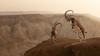 World Nature Photography Awards 2024