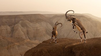 Dua ekor Ibex sedang bertarung di ujung tebing dengan pegunungan Zin Desert di belakangnya. Foto yang diambil oleh Amit Eshel ini menjuarai kategori Animals in their habitat. Foto: Amit Eshel/World Nature Photography Awards 2024