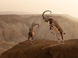 Karya Spektakuler Kontes Foto Alam yang Menyihir Mata