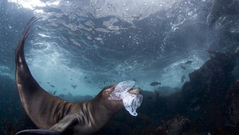 Foto bayi singa laut yang sedang bermain dengan sampah plastik ini diabadikan oleh Celia Kujala dan memenangkan kategori Nature Photojournalism. Foto: Celia Kujala/World Nature Photography Awards 2024