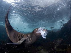 Karya Spektakuler Kontes Foto Alam yang Menyihir Mata
