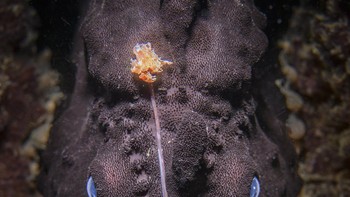 Nicholas Remy dari Australia menjuarai kategori Animal Portrait berkat foto anglerfish hitam yang sedang menanti mangsanya. Foto: Nicholas Remy/World Nature Photography Awards 2024