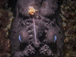 Karya Spektakuler Kontes Foto Alam yang Menyihir Mata