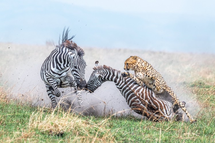 World Nature Photography Awards 2024