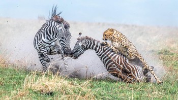 Alex Brackx dari Belgia menjuarai kategori Behaviour - Mammals berkat foto cheetah yang sedang mengejar dua ekor zebra. Foto: Alex Brackx/World Nature Photography Awards 2024