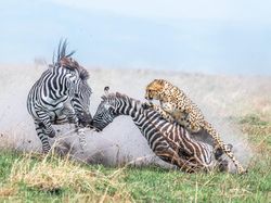 Karya Spektakuler Kontes Foto Alam yang Menyihir Mata