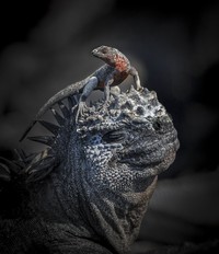 World Nature Photography Awards 2024