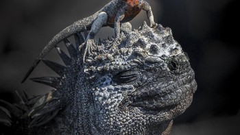 Foto iguana laut dan teman kadalnya yang sedang berjemur di Kepulauan Galapagos hasil jepretan John Seager memenangkan kategori Behaviour - Amphibians and reptiles. Foto: John Seager/World Nature Photography Awards 2024
