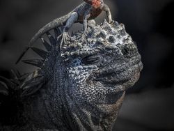 Karya Spektakuler Kontes Foto Alam yang Menyihir Mata