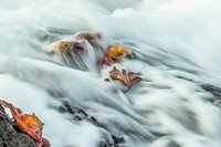 World Nature Photography Awards 2024