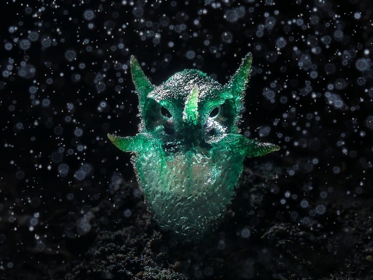 World Nature Photography Awards 2024