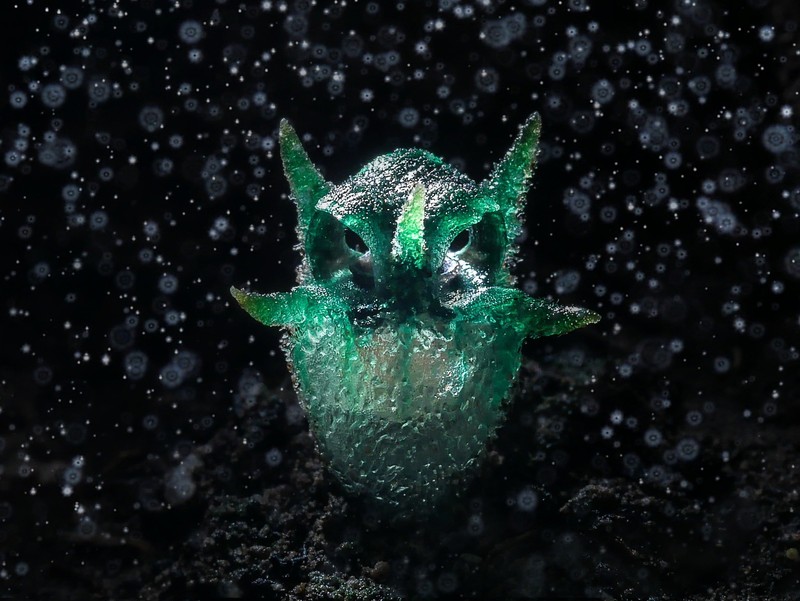 World Nature Photography Awards 2024