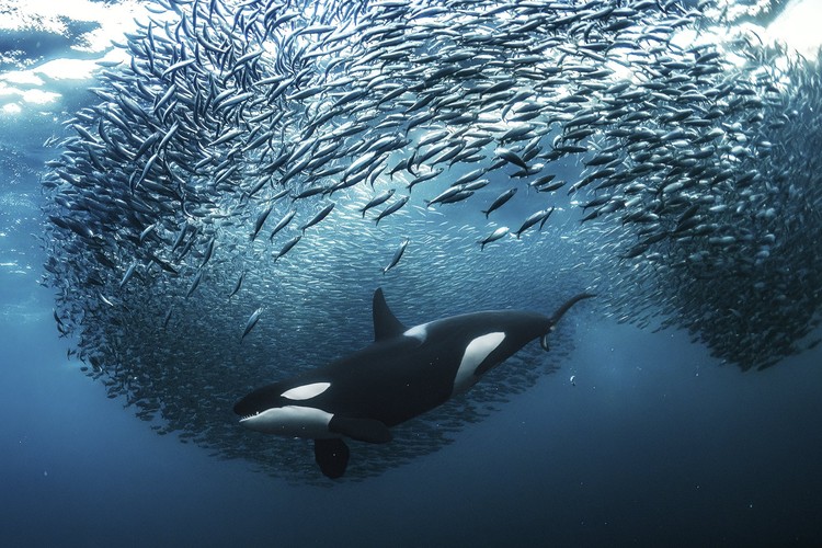 World Nature Photography Awards 2024