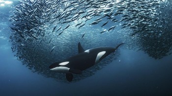 Orca yang sedang berenang di antara kerumunan herring ini diabadikan oleh Andy Schmid. Foto ini menjuarai kategori Underwater. Foto: Andy Schmid/World Nature Photography Awards 2024